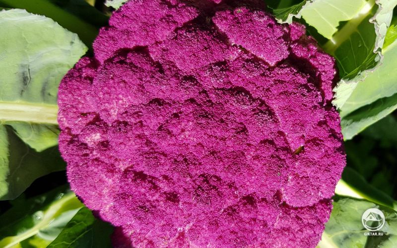 Красная цветная капуста