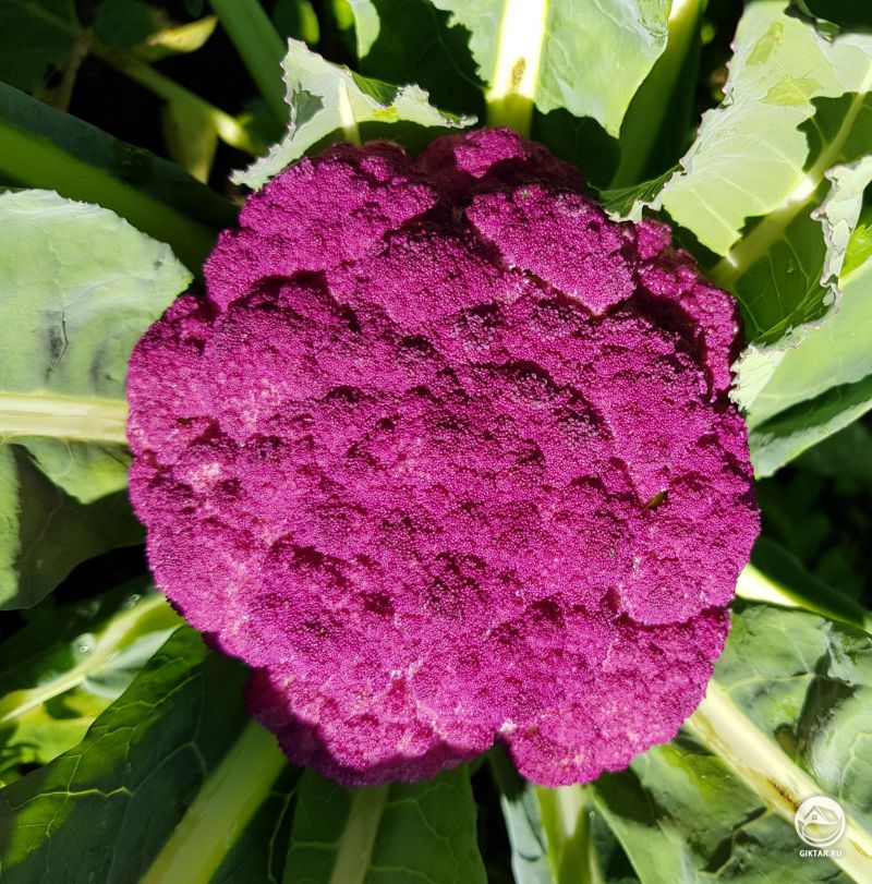 Красная цветная капуста