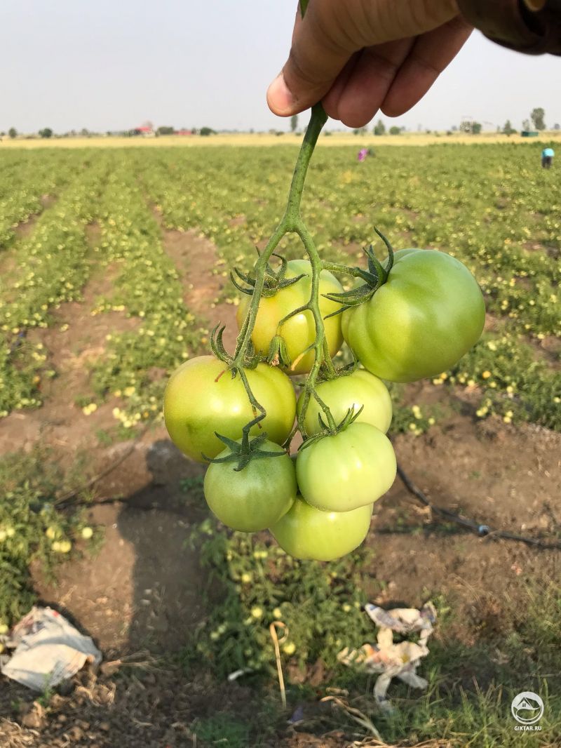 ПОМИДООООООООООООООРки