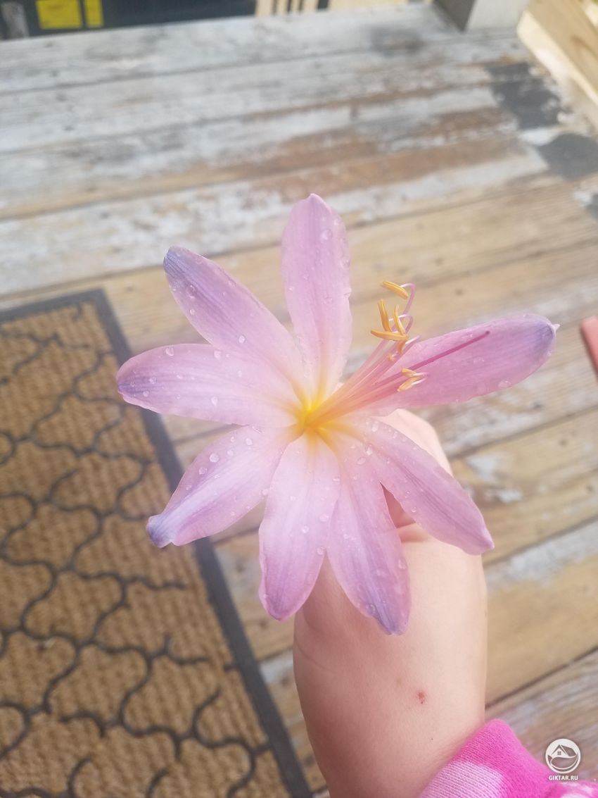 Что это за цветок ? Они случайно начал расти в моем дворе
