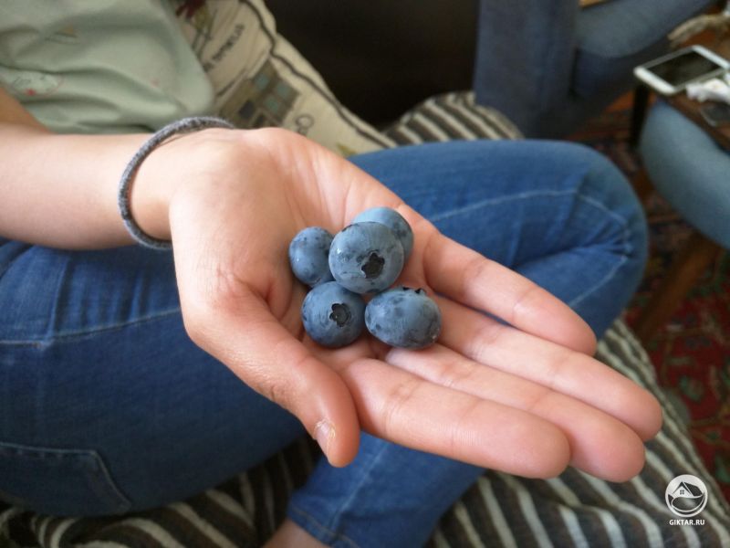 У меня выросла какая-то аномально большая голубика