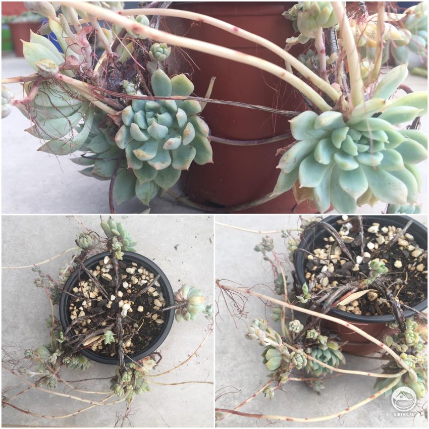 Как называется этот суккулент ?