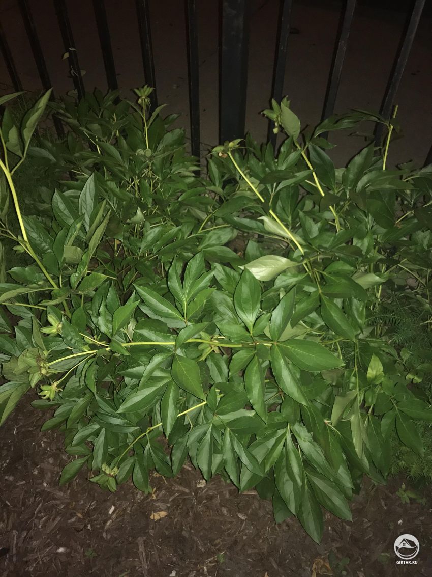 Кого-нибудь есть идеи, что это за растение ?