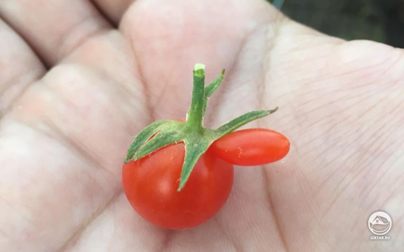 Интересная помидорка черри