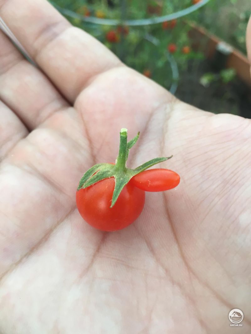 Интересная помидорка черри