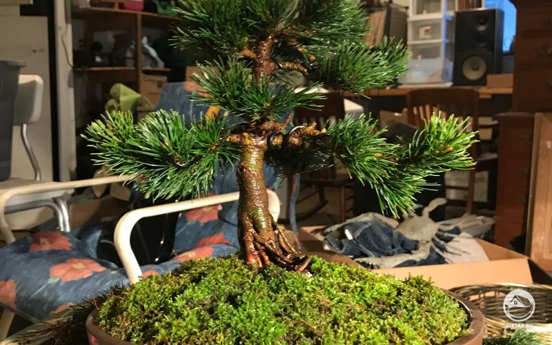 Японская сосна бонсай