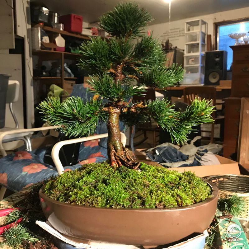 Японская сосна бонсай