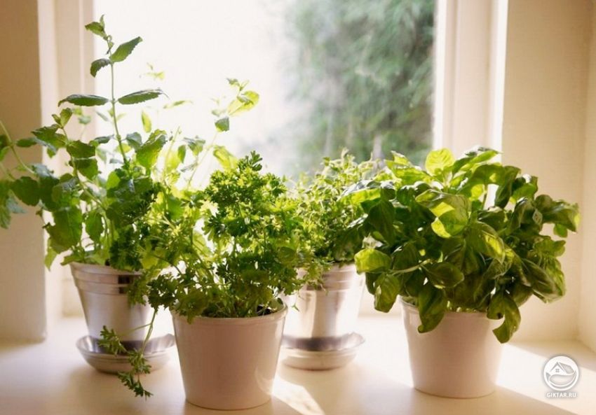какие травы можно выращивать дома. Какие травы и зелень можно выращивать дома.