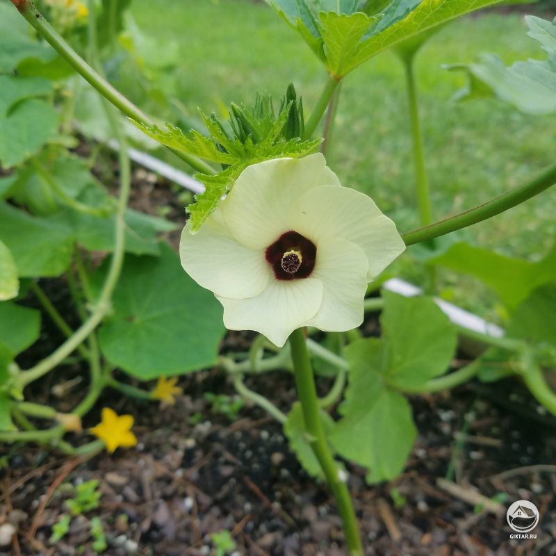 Высаживаю бамию впервые, не ожидала такого шоу!