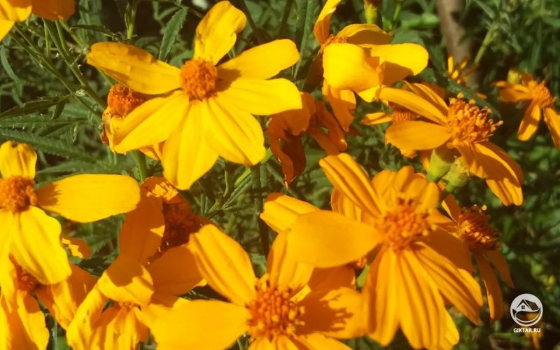 Желтые ромашки