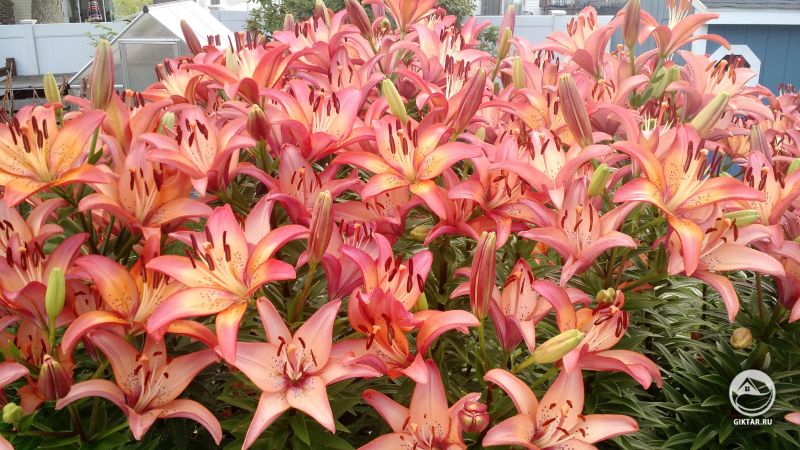 Мои лилии открылись!