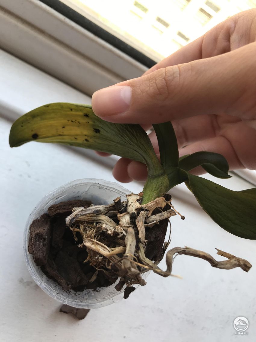 У орхидеи листья и корни завяли. Что с ней ?