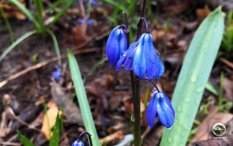 Пролеска сибирская