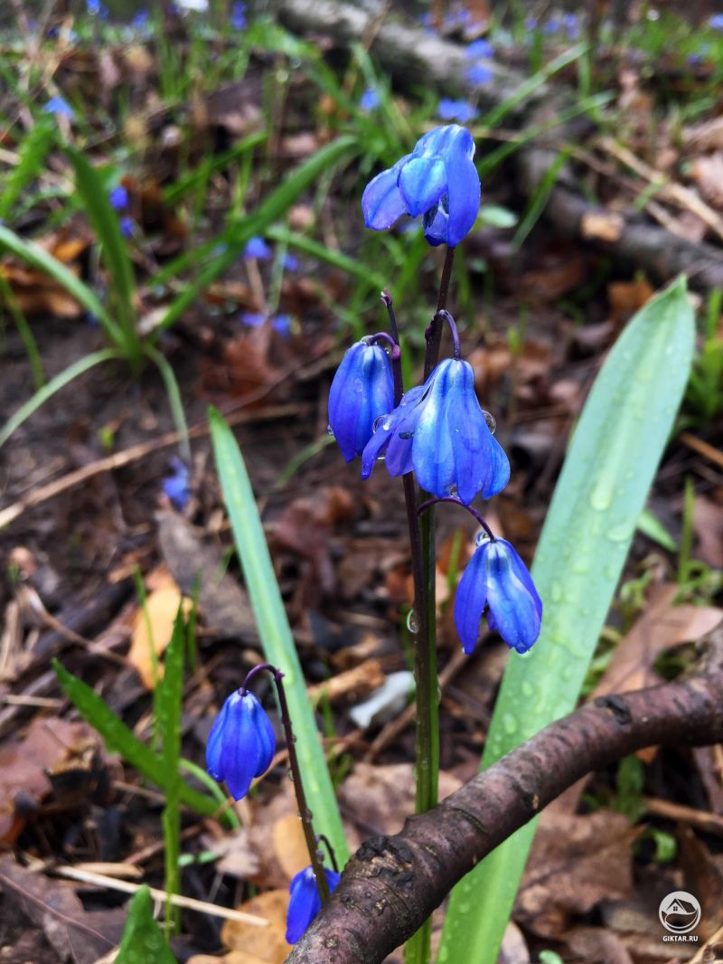 Пролеска сибирская