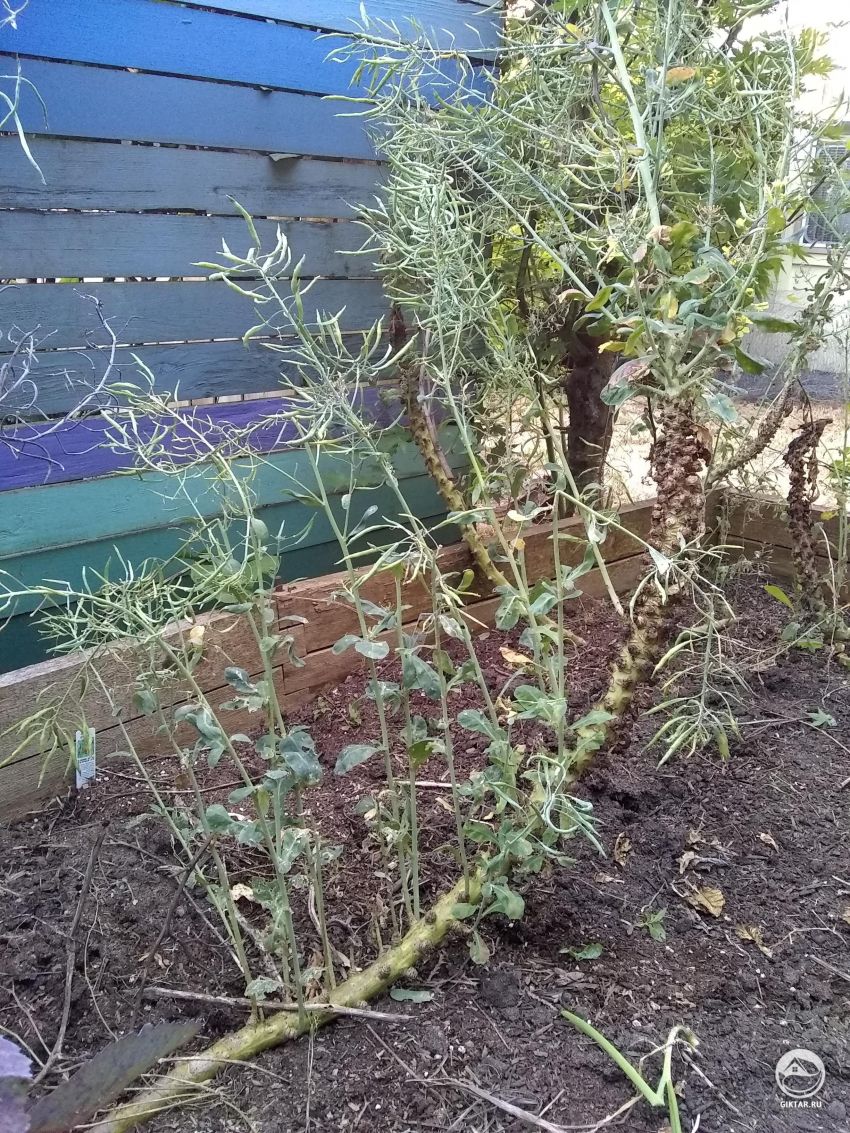 Может кто поможет мне определить растение?