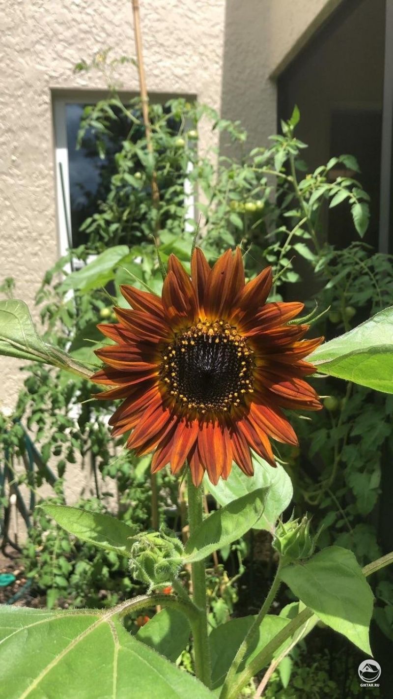 Мой первый подсолнух вырос из семян! Кроме того, я не знала, что разноцветные цветы росли на одном стебле