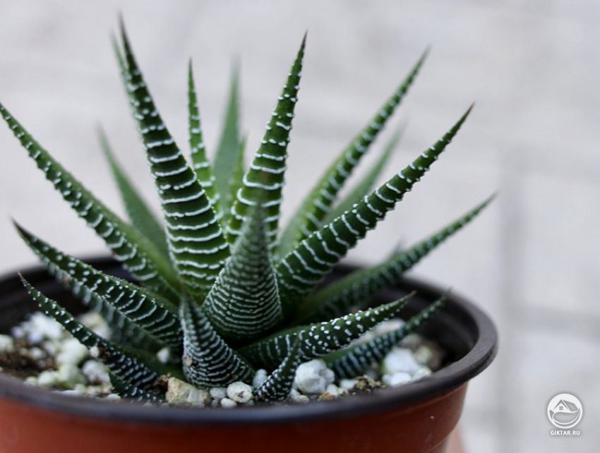 хавортия полосатая - растение - зебра или кактус - зебра. хавортия полосатая - маленький суккулент с розеткой из узких зеленых с белыми выпуклыми поперечными полосками листьев с острыми кончиками. Другое название : растение - зебра или кактус - зебра.