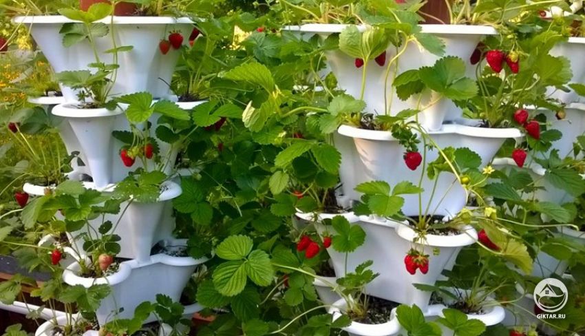 Варианты посадки клубники