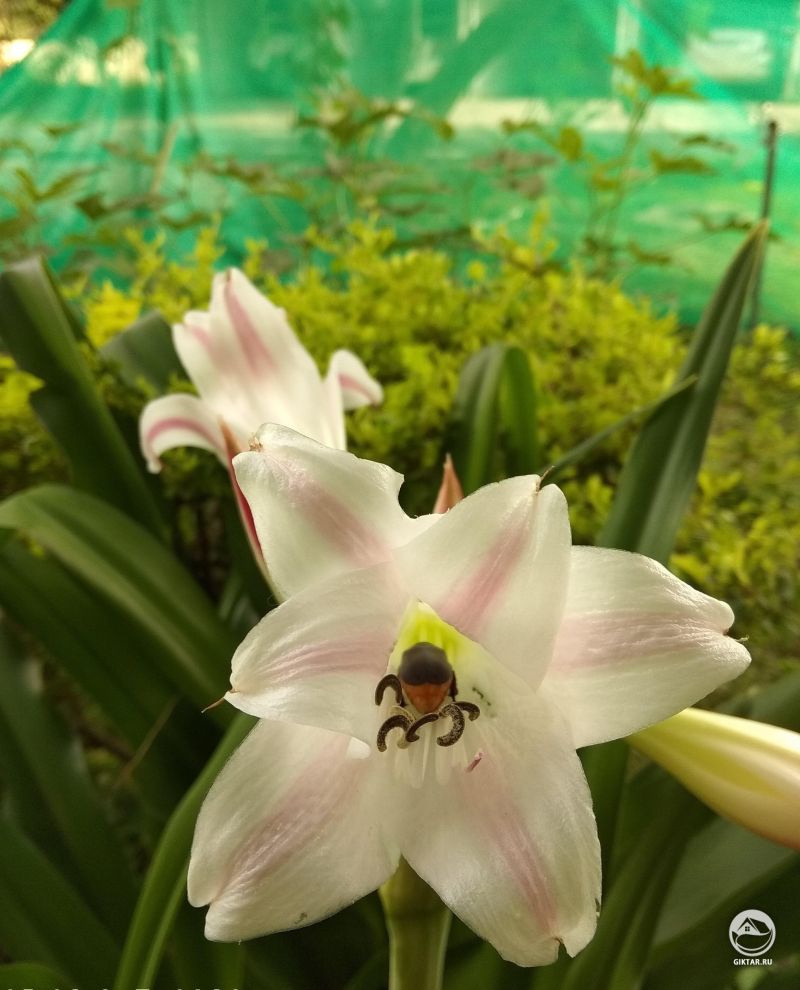 Малыш наслаждался свежестью лилии в моем саду. Его можно понять, они пахнут божественно.