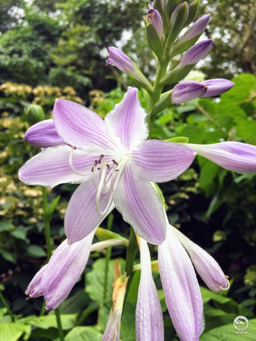 Нашли ее во время прогулки в парке — кто она??