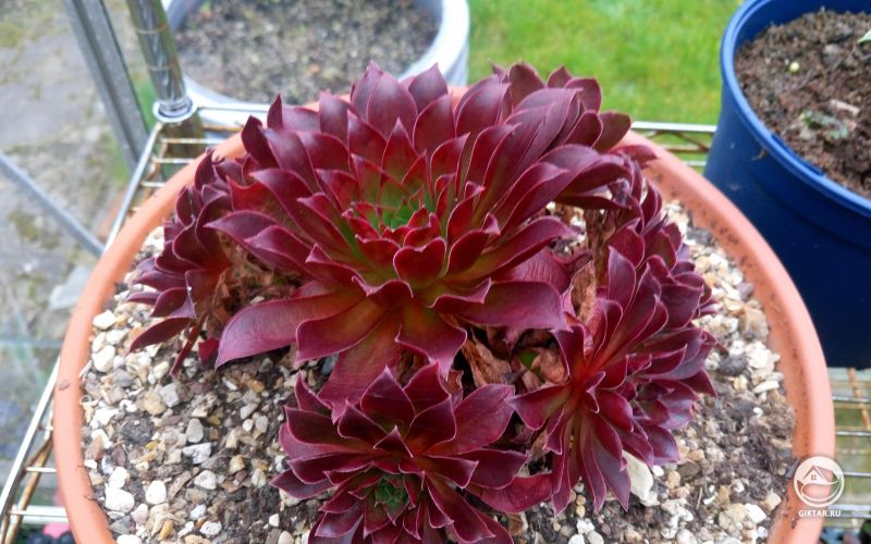 Суккулент с бордовыми листьями