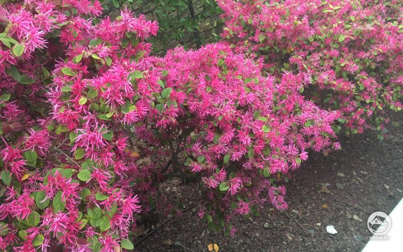 Цветущий лоропеталум