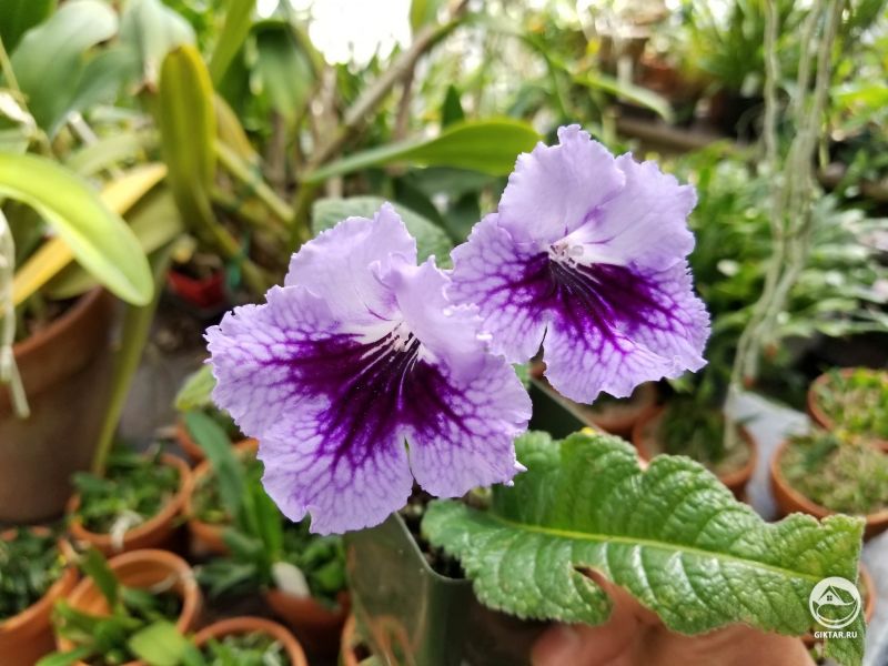 Стрептокарпус "пурпурные молнии "