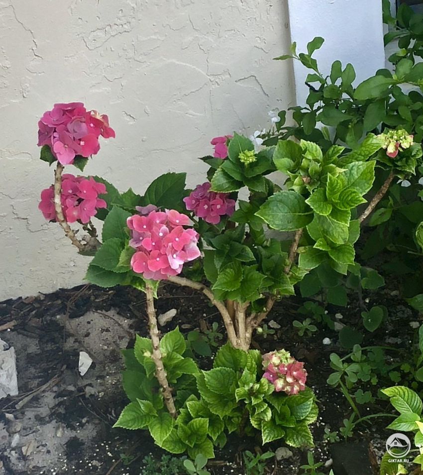 Моя Гортензия. Нужно ли мне ее обрезать?
