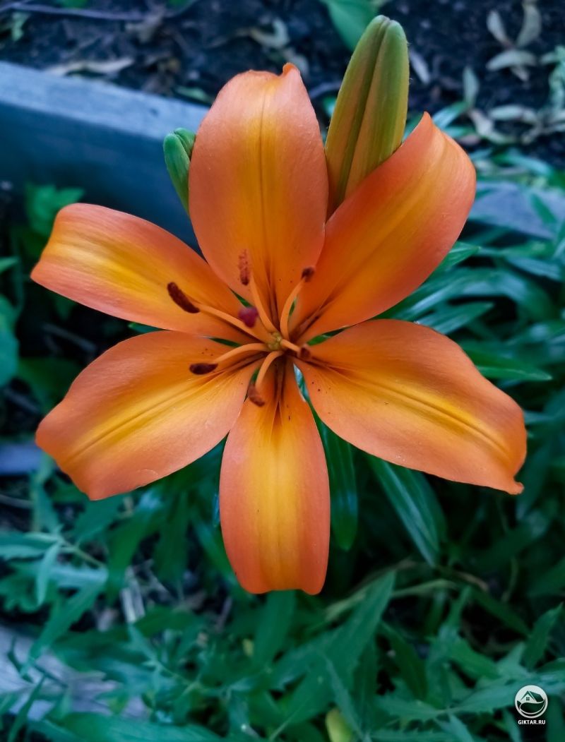 Мой первый цветок лилии расцвел во дворе!