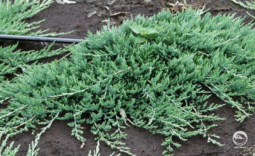 Почвопокровные растения для суровых условий