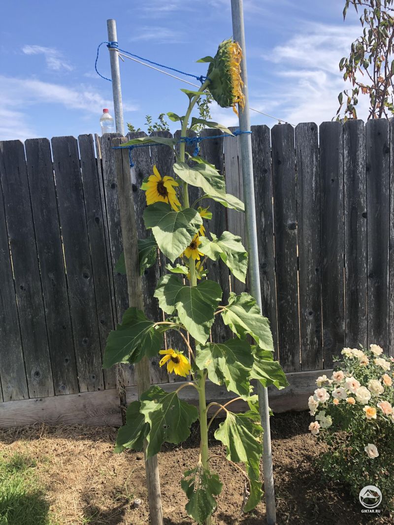 Подсолнух с несколькими цветками на стебле.