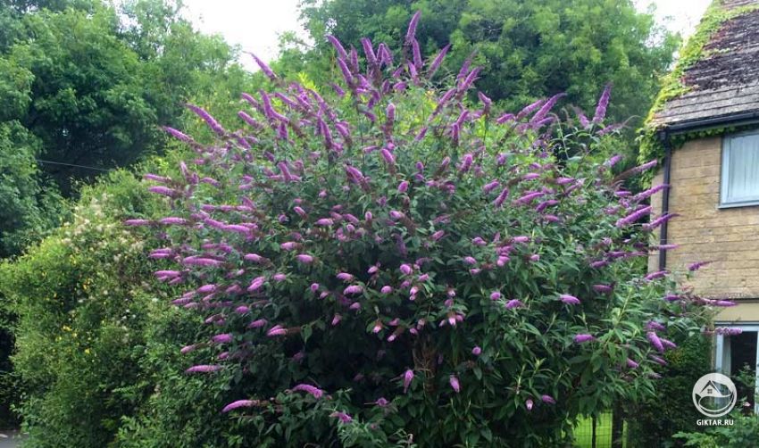 Буддлея или кустарник бабочек