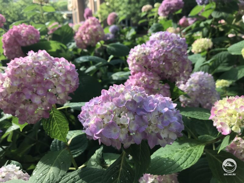 Еще больше гортензий