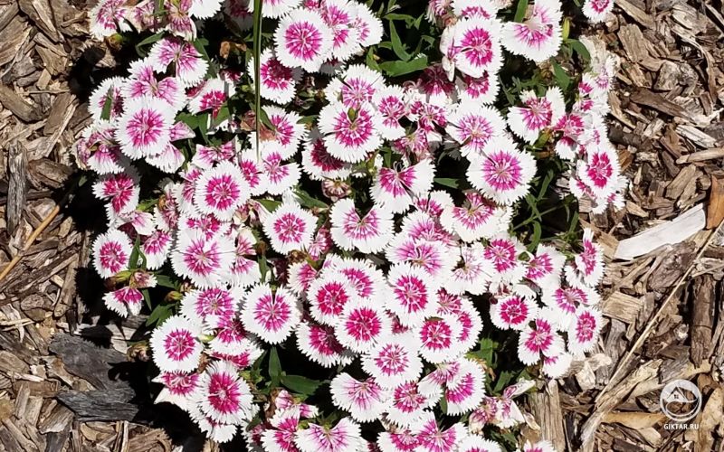 Турецкая гвоздика