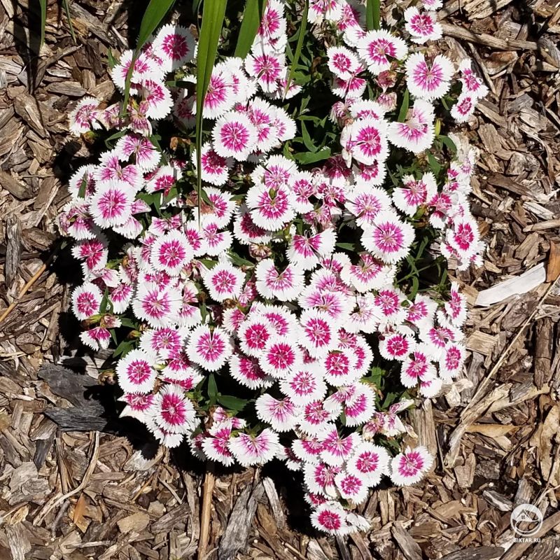 Турецкая гвоздика