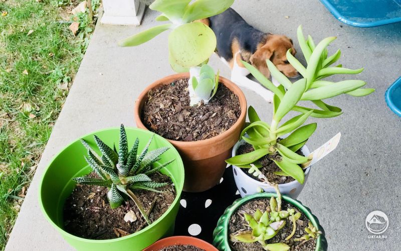 Суккуленты наслаждаются летом