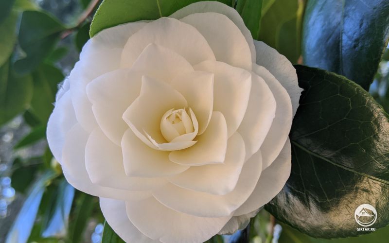 Белая камелия