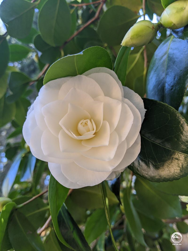 Белая камелия