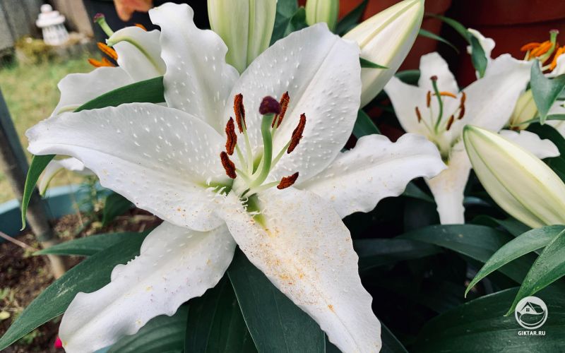 Белые азиатские лилии