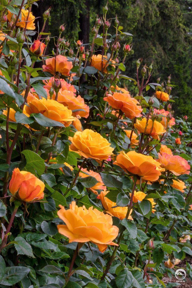 Розы в ботаническом саду. Невероятная красота.