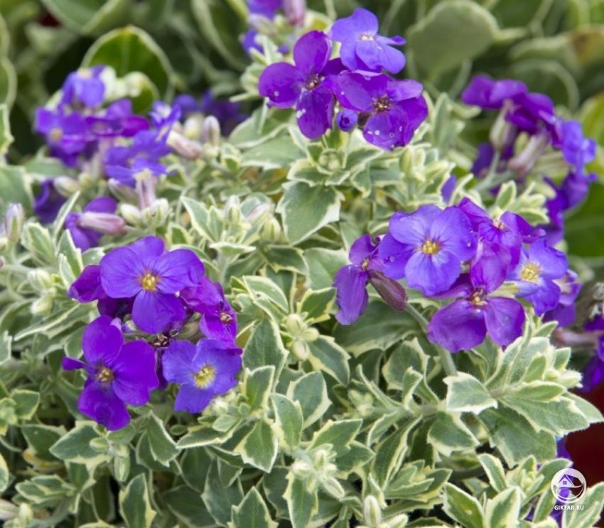 Обриета культурная. сорт Dr Mules Variegated Обриета культурная - сорт Dr Mules Variegated