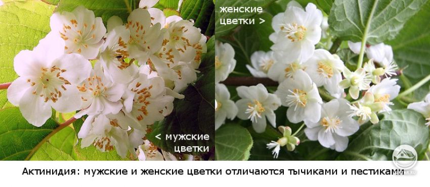Актинидия: отличие цветков на мужских и женских растениях. Как отличить мужское растение актинидии от женского по цветкам.