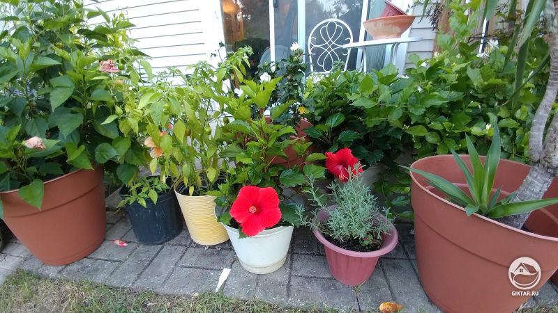 Сад в горшках: хабанеро перец, жасмин, лаванда и куча других растений.