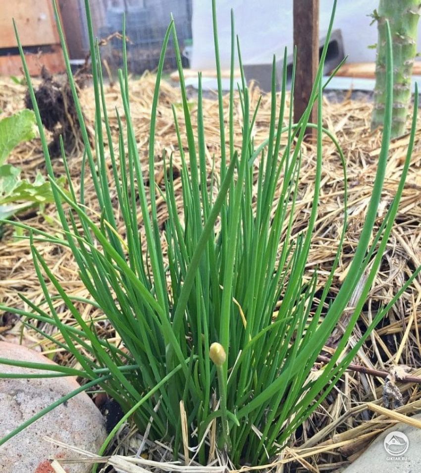 Шнитт-лук или лук скорода Шнитт-лук или лук скорода