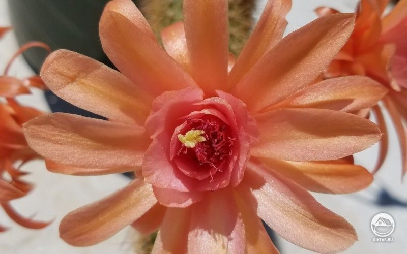 Клейстокактус гибрид "Traisengluck"