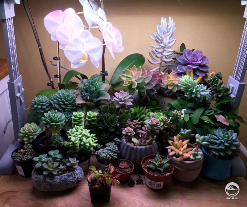 Коллекция суккулентов и орхидей