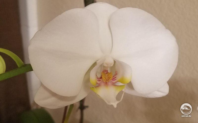 Цветущий белый фаленопсис