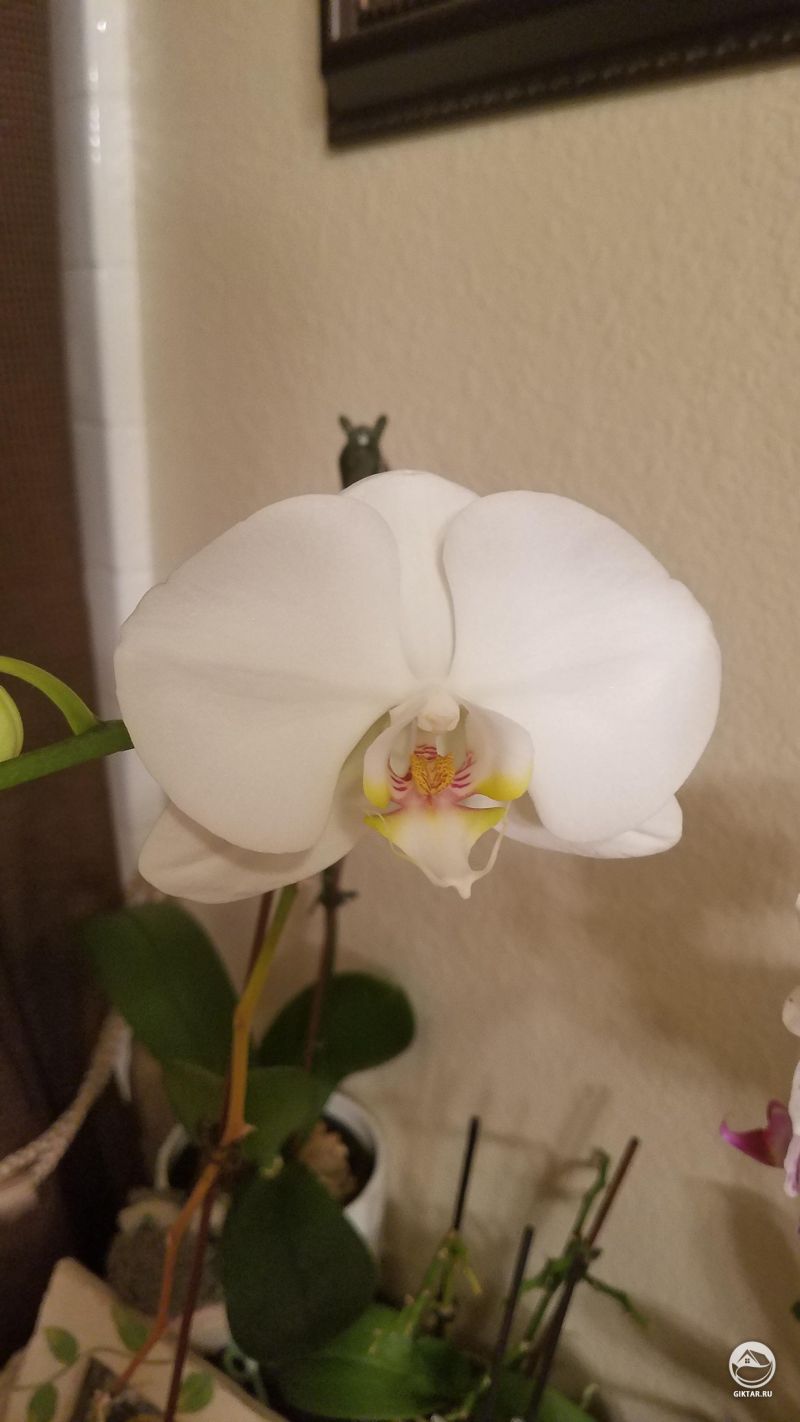 Цветущий белый фаленопсис