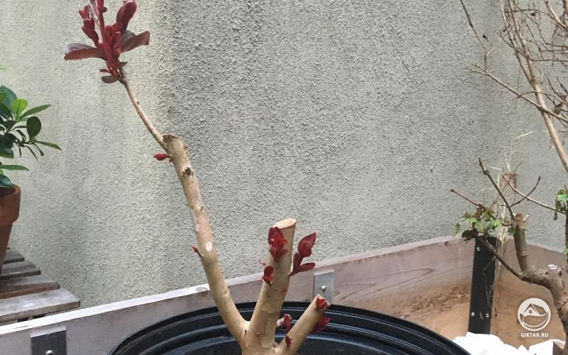 Моя индийская сирень (лагерстремия) после обрезки дала новые побеги