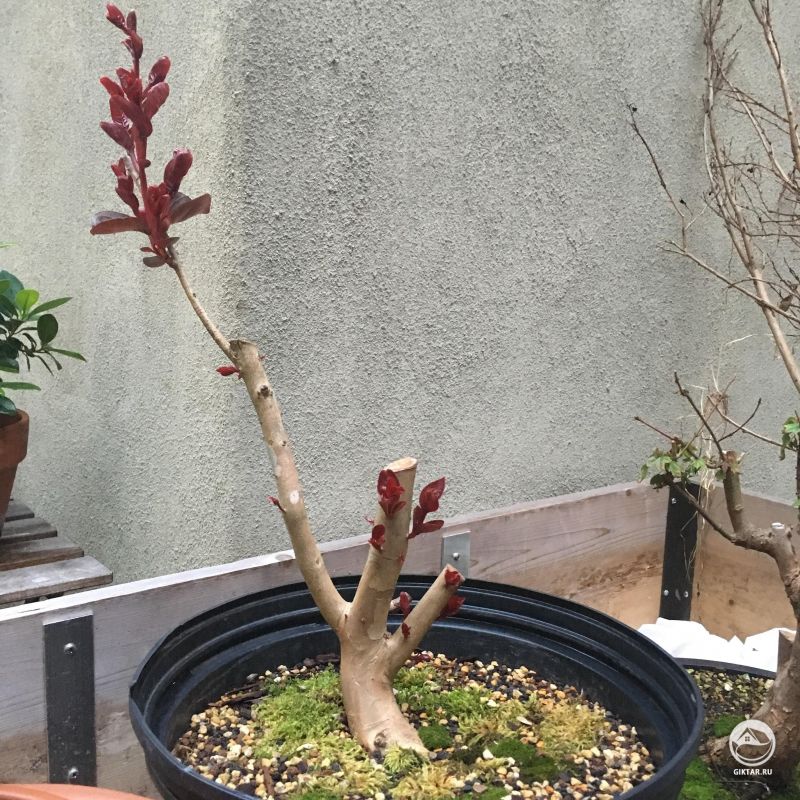 Моя индийская сирень (лагерстремия) после обрезки дала новые побеги